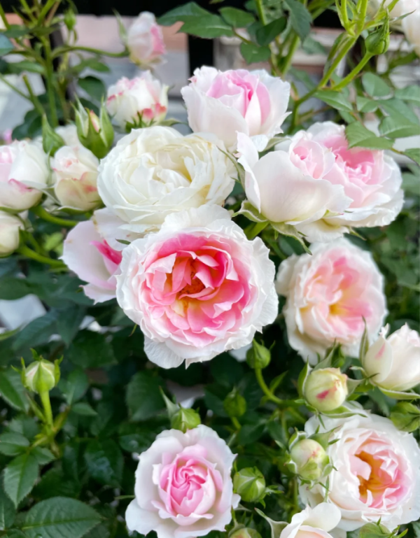 White Peach Ovation Rose for sale丨Your roses