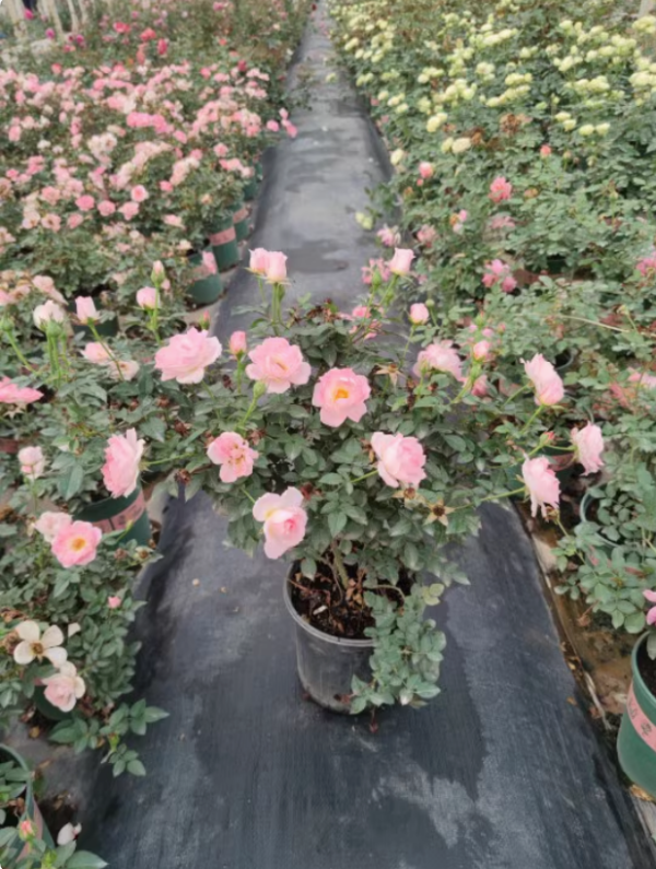 White Peach Ovation Rose Bush丨Your roses