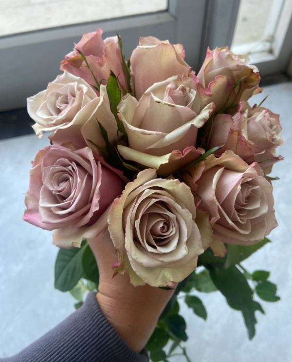 Wild Moss Rose for sale 丨Your roses