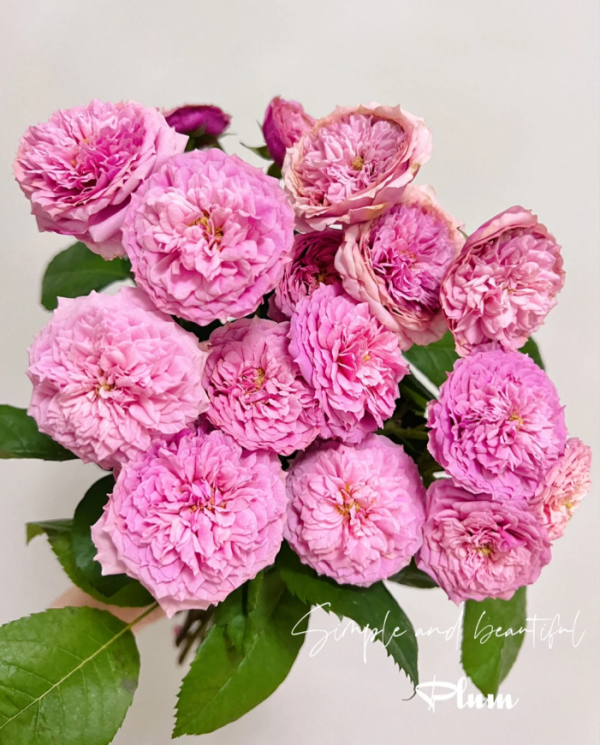 MASwicri Rose丨Your roses