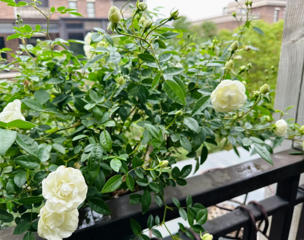 Witte Koster Rose bush丨Your roses