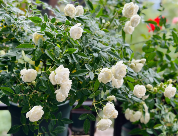 Witte Koster Roses丨Your roses