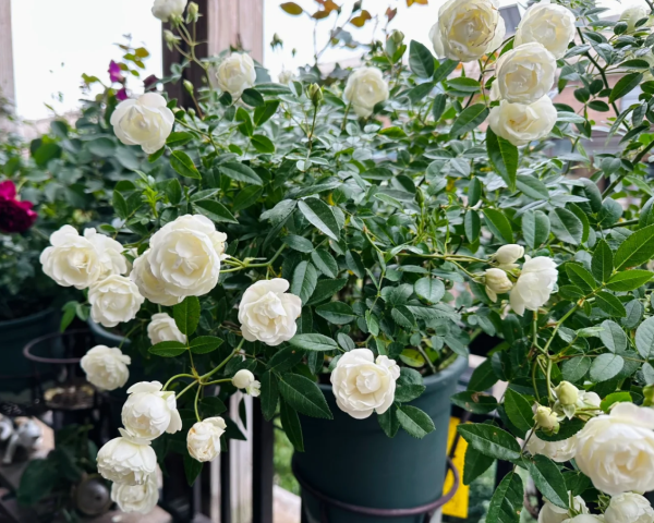 Witte Koster Rose Plant丨Your roses