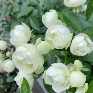 Witte Koster Rose丨Your roses