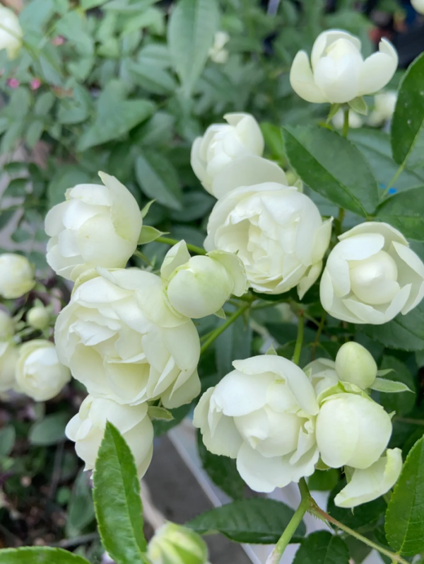 Witte Koster Rose丨Your roses