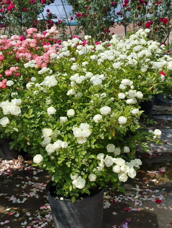 Witte Koster Rose for sale丨Your roses
