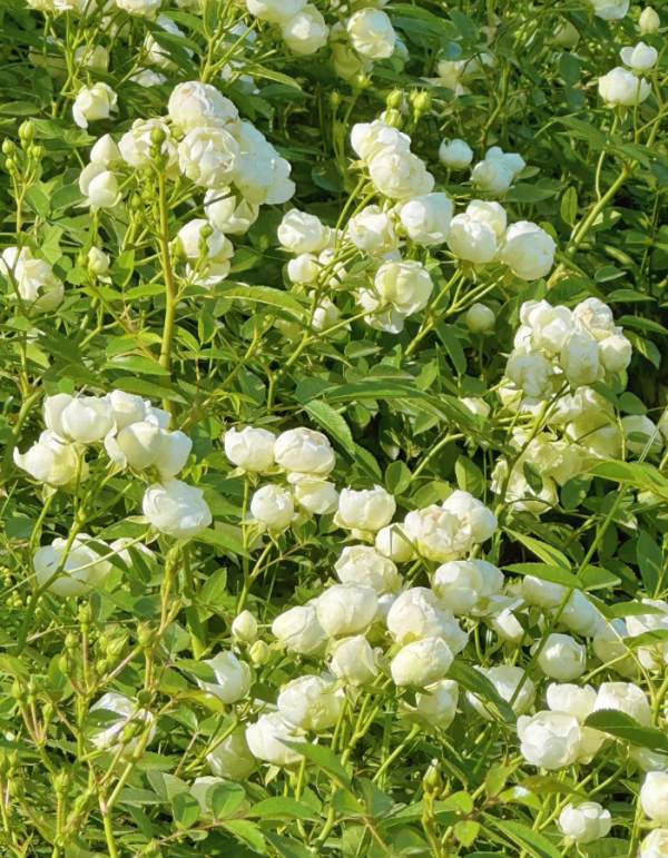Witte Koster Rose - Image 6