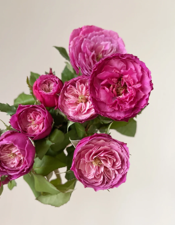 Yuzen Roses丨Your roses