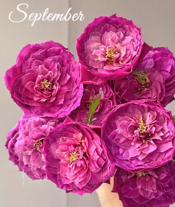 Yuzen Rose Plant丨Your roses