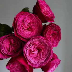 Yuzen Rose丨Your roses