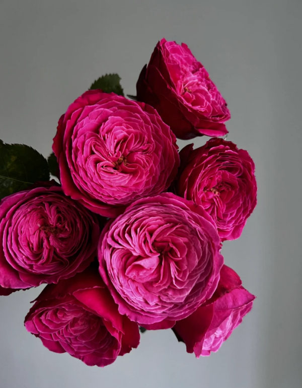 Yuzen Rose丨Your roses