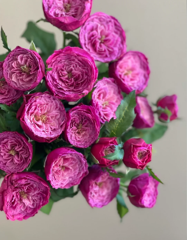 Yuzen Rose for sale丨Your roses