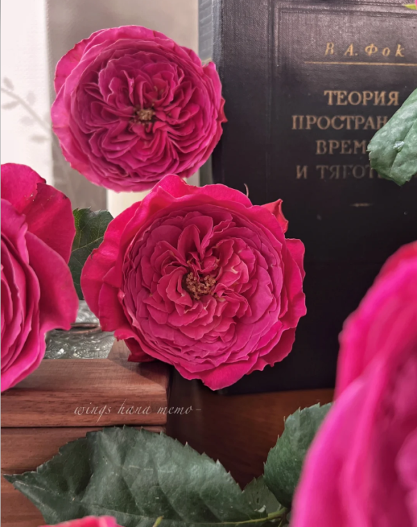 Rose Yuzen丨Your roses
