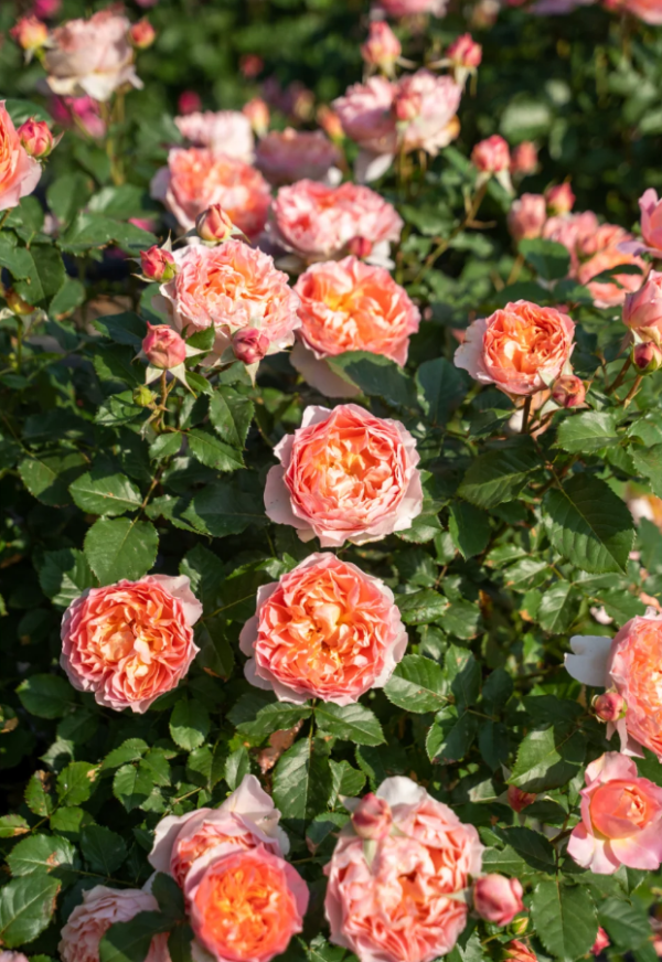 JinYan Rose丨Your roses