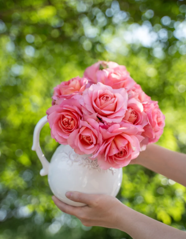JinYan Rose plant丨Your roses