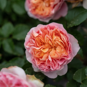 JinYan Rose丨Your roses
