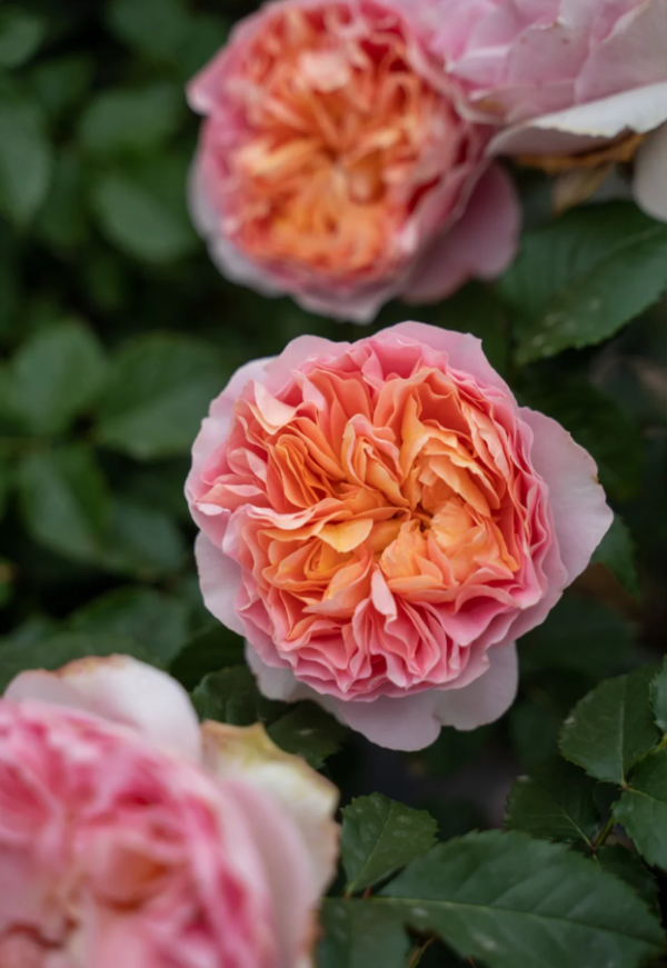 JinYan Rose丨Your roses