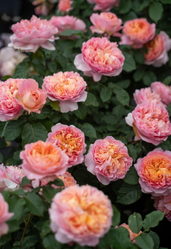 JinYan Rose plant丨Your roses