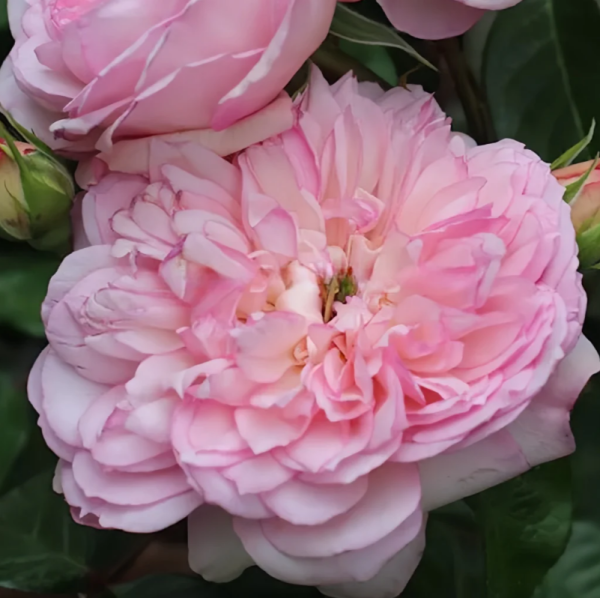L'anamour Rose plant丨Your roses