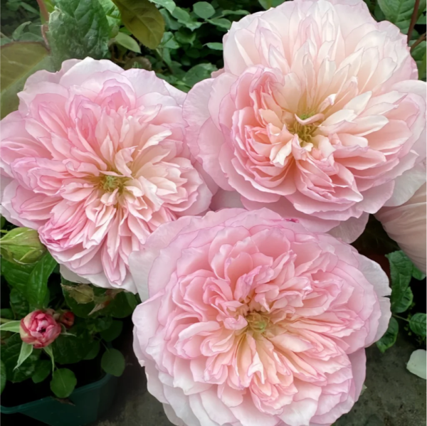 L'anamour Rose丨Your roses