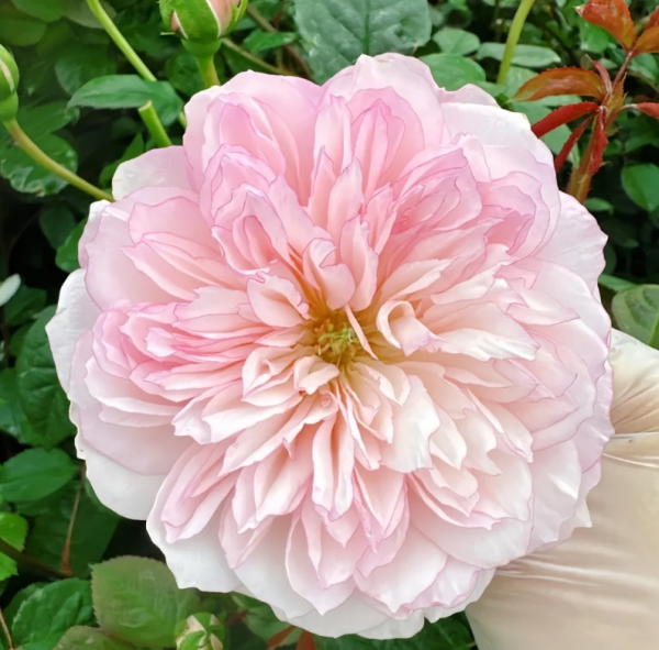 L'anamour Rose丨Your roses