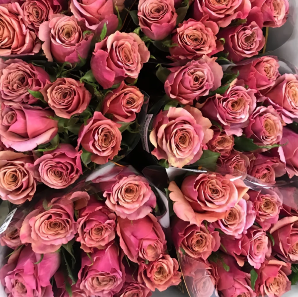 Magic Silver Rose plant丨Your roses