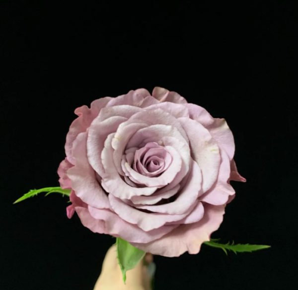 Magic Silver Rose丨Your roses