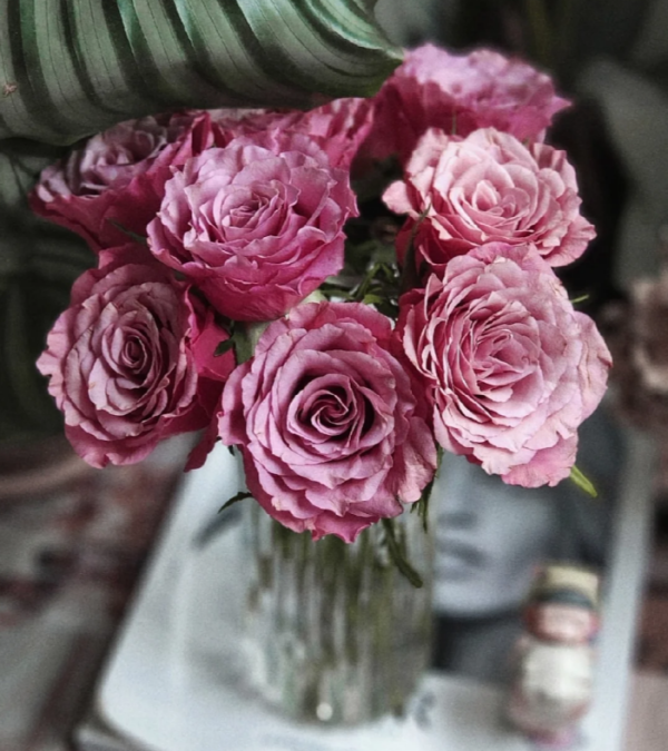 Magic Silver Rose plant丨Your roses