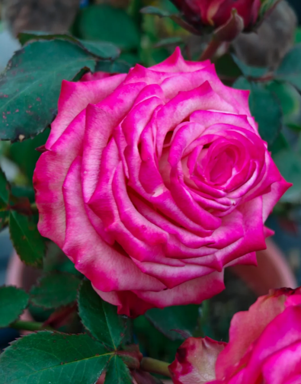 Memphis Rose plant丨Your roses