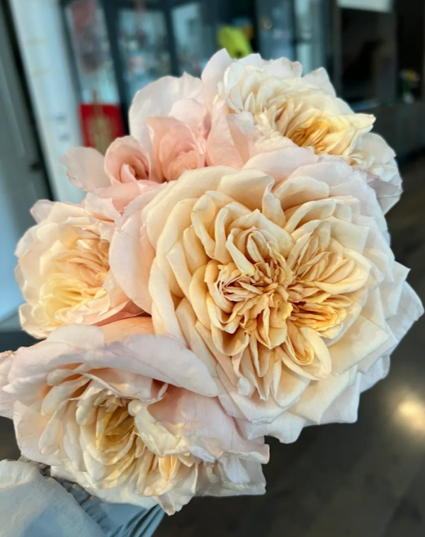 Miyabi Brown Rose plant丨Your roses