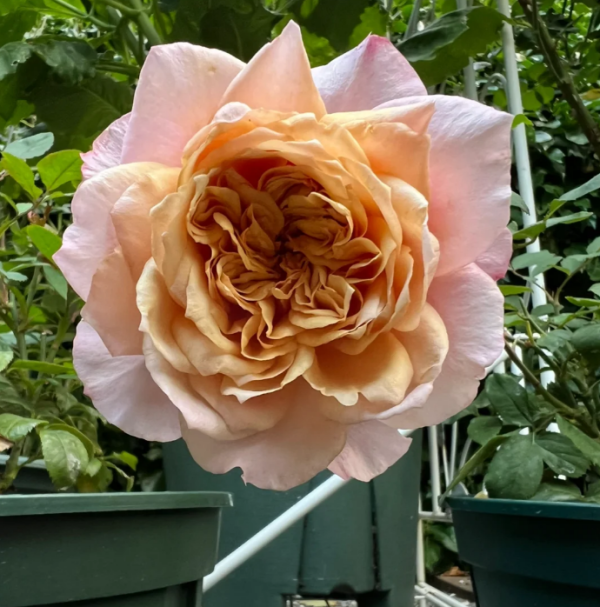 Miyabi Brown Rose丨Your roses