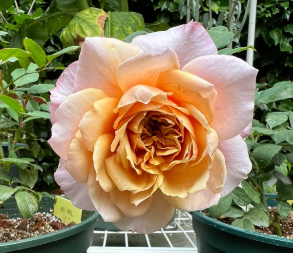 Miyabi Brown Rose丨Your roses
