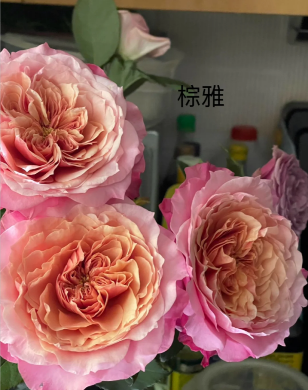Miyabi Brown Rose for sale丨Your roses