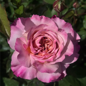 Miyabi Brown Rose丨Your roses