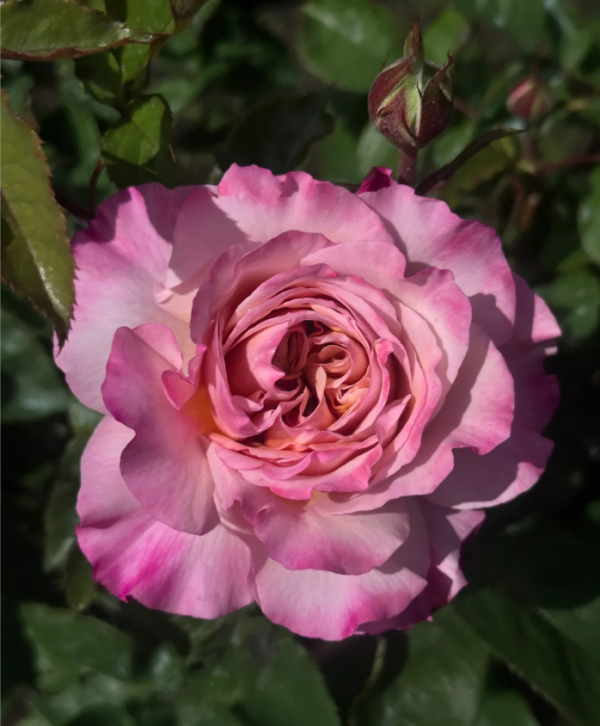 Miyabi Brown Rose丨Your roses