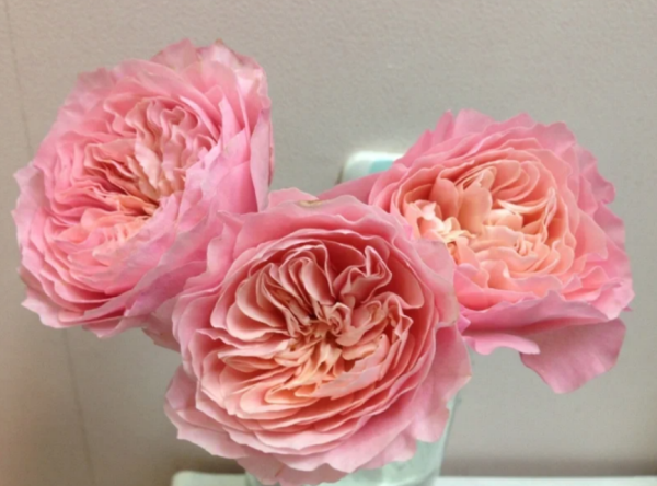 Sen Rose丨Your roses