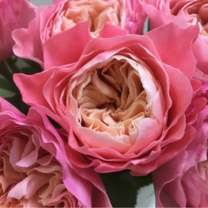 Sen Rose丨Your roses