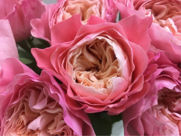Sen Rose丨Your roses