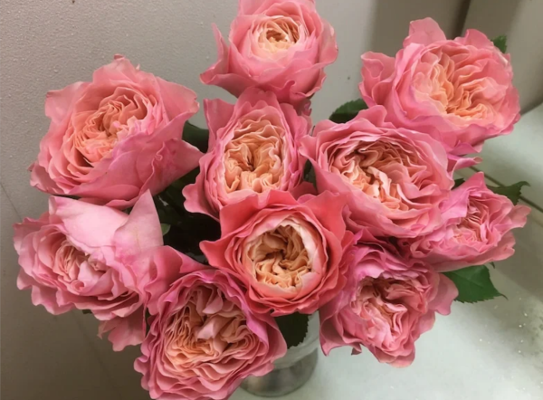 Sen Rose for sale丨Your roses