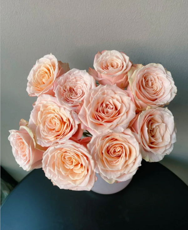 Warm Soufflé Rose plant丨Your roses