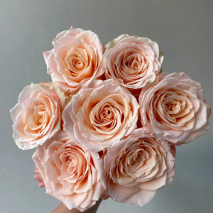 Warm Soufflé Rose 丨Your roses