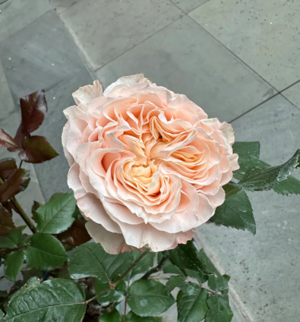 Warm Soufflé Rose plant丨Your roses