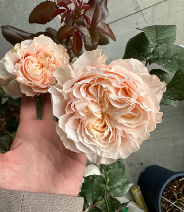 Warm Soufflé Rose 丨Your roses