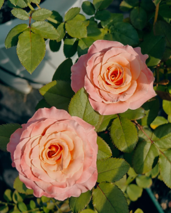 Warm Soufflé Rose for sale丨Your roses