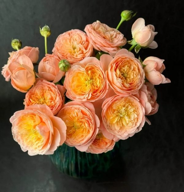 Wutongyue Rose plant丨Your roses