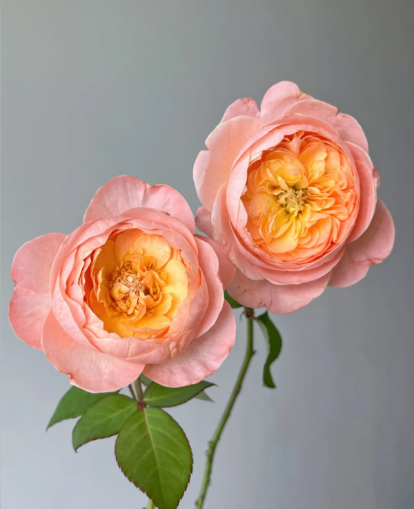 Wutongyue Rose plant丨Your roses