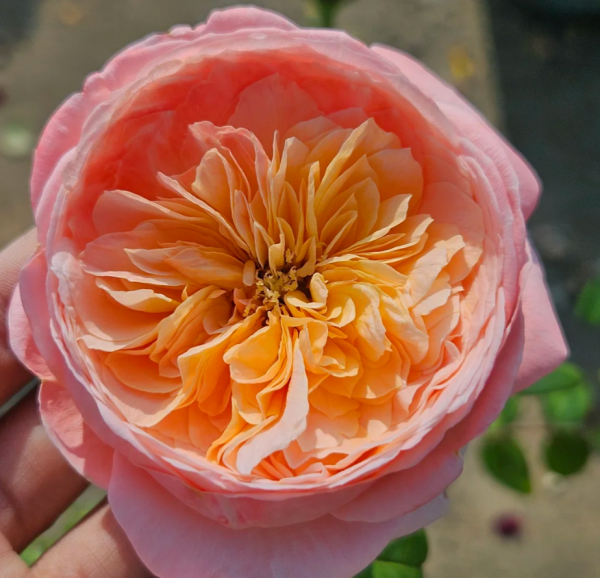 Wutongyue Rose for sale丨Your roses