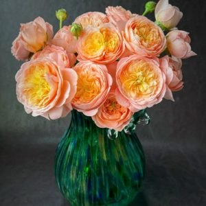Wutongyue Rose丨Your roses