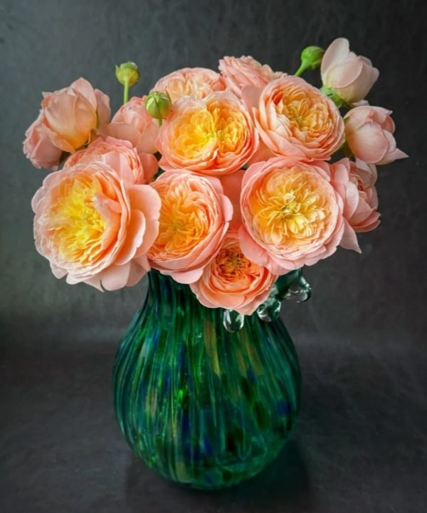 Wutongyue Rose丨Your roses
