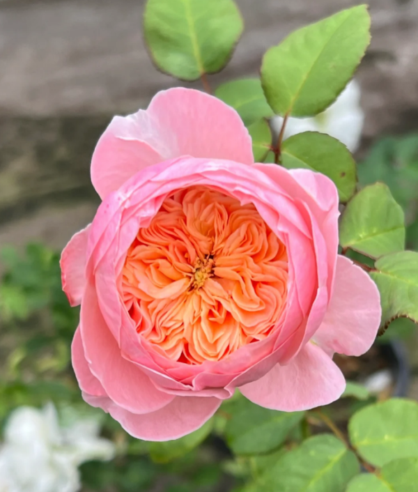 Wutongyue Rose丨Your roses